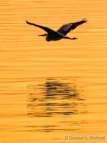 Heron In Flight At Sunrise_DSCF04151.jpg - Great Blue Heron (Ardea herodias) photographed along the Saint Lawrence River at Brockville, Ontario, Canada.